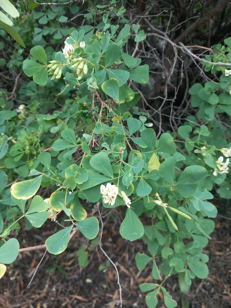 Lotus eriophthalmus photo 5