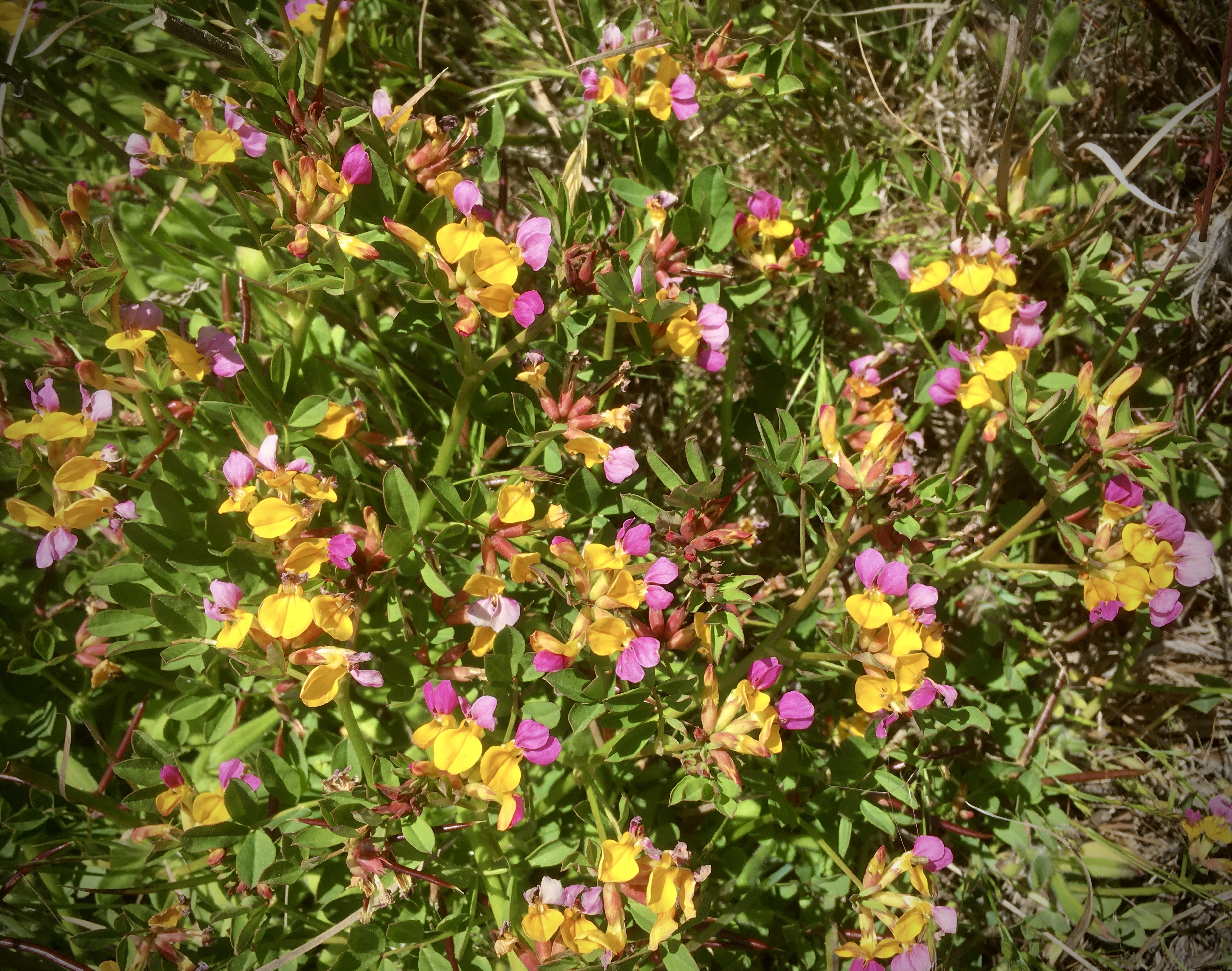 Seaside Bird's-Foot Trefoil photo 2