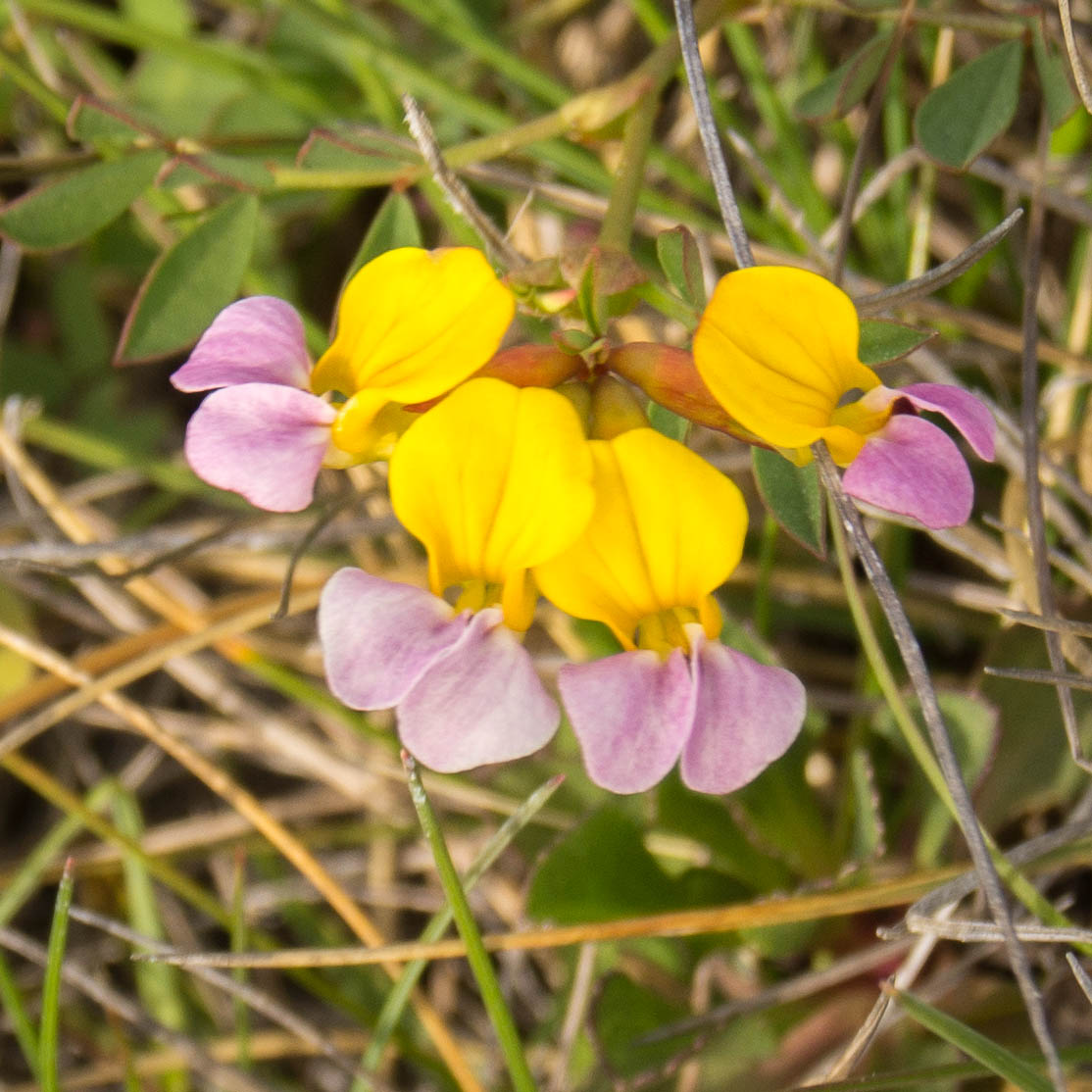 Seaside Bird's-Foot Trefoil photo 3