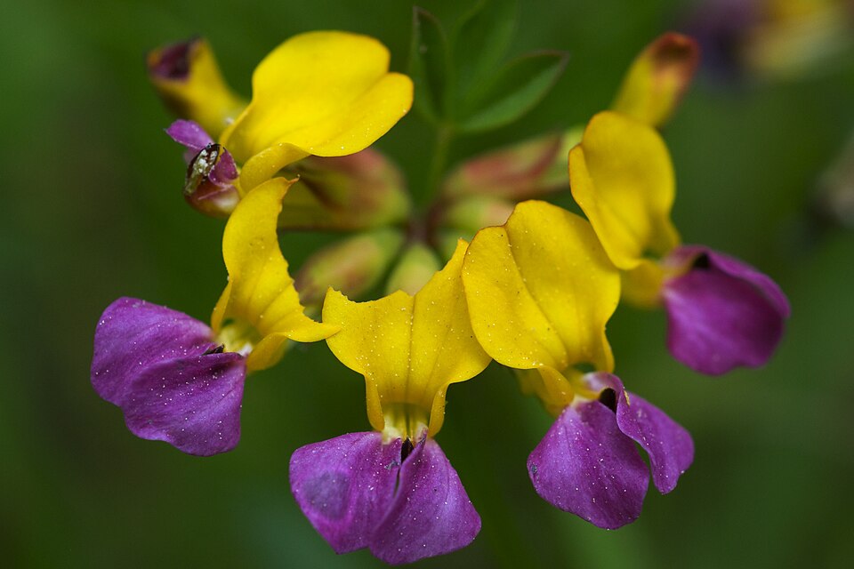 Seaside Bird's-Foot Trefoil