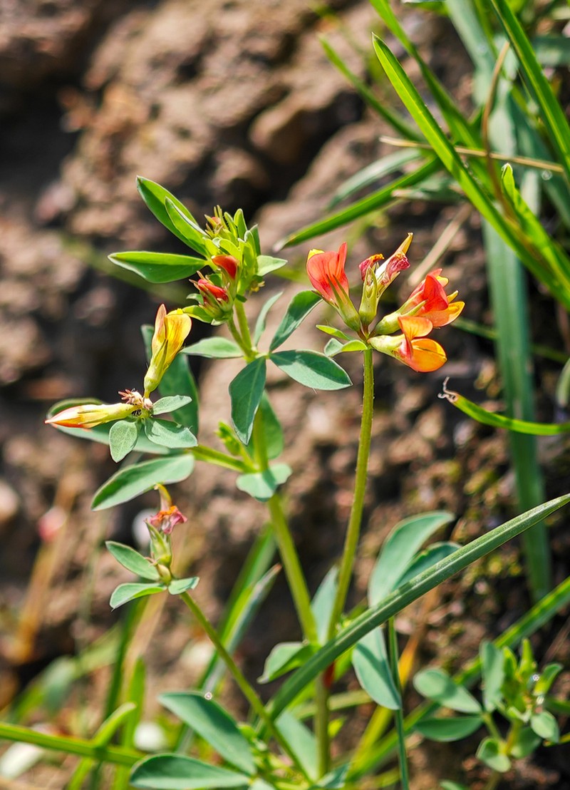 Lotus frondosus photo 2