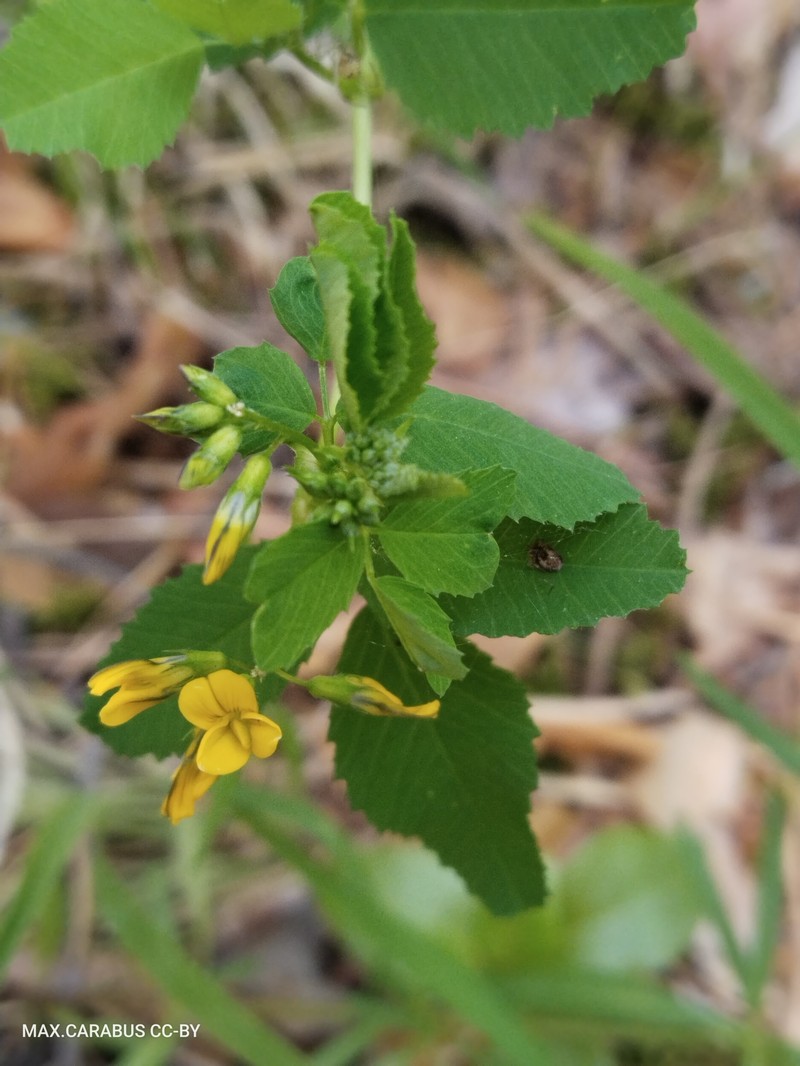 Lotus frondosus photo 3