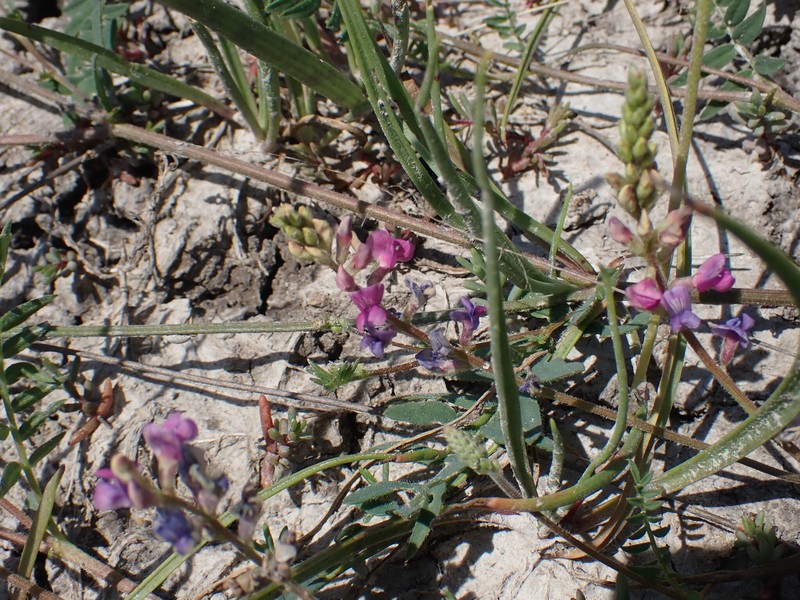 Lotus frondosus photo 6