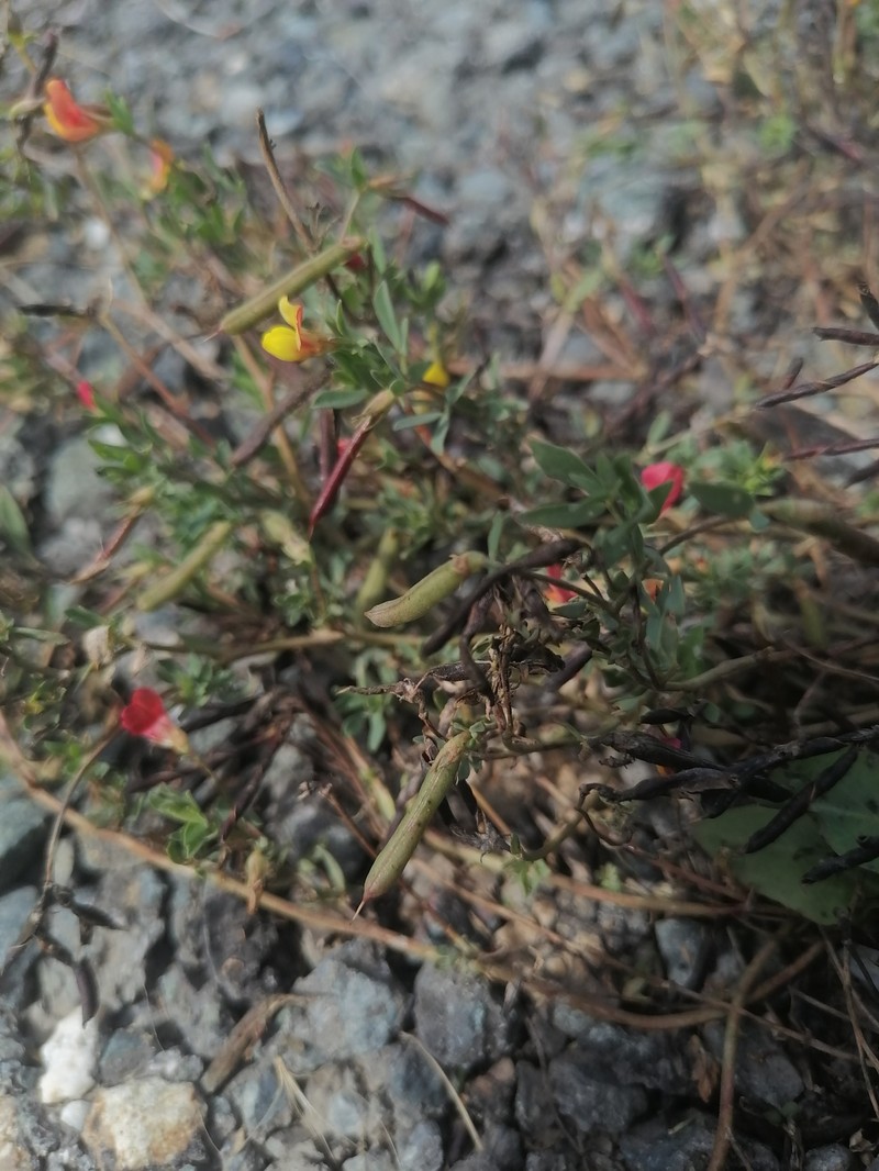 Lotus frondosus photo 7