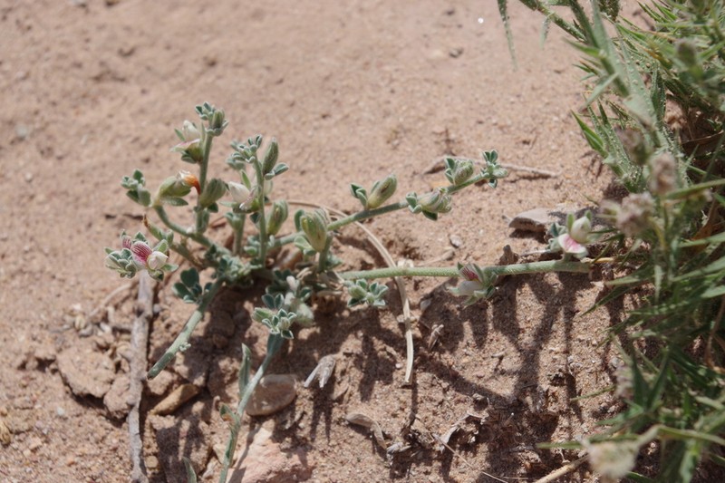 Lotus garcinii