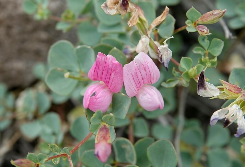 Lotus gebelia