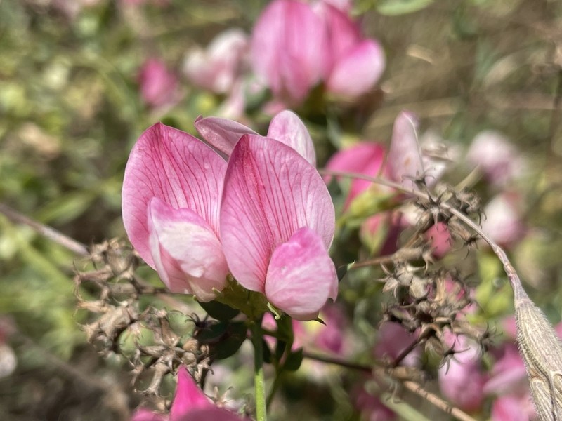 Lotus gebelia photo 6
