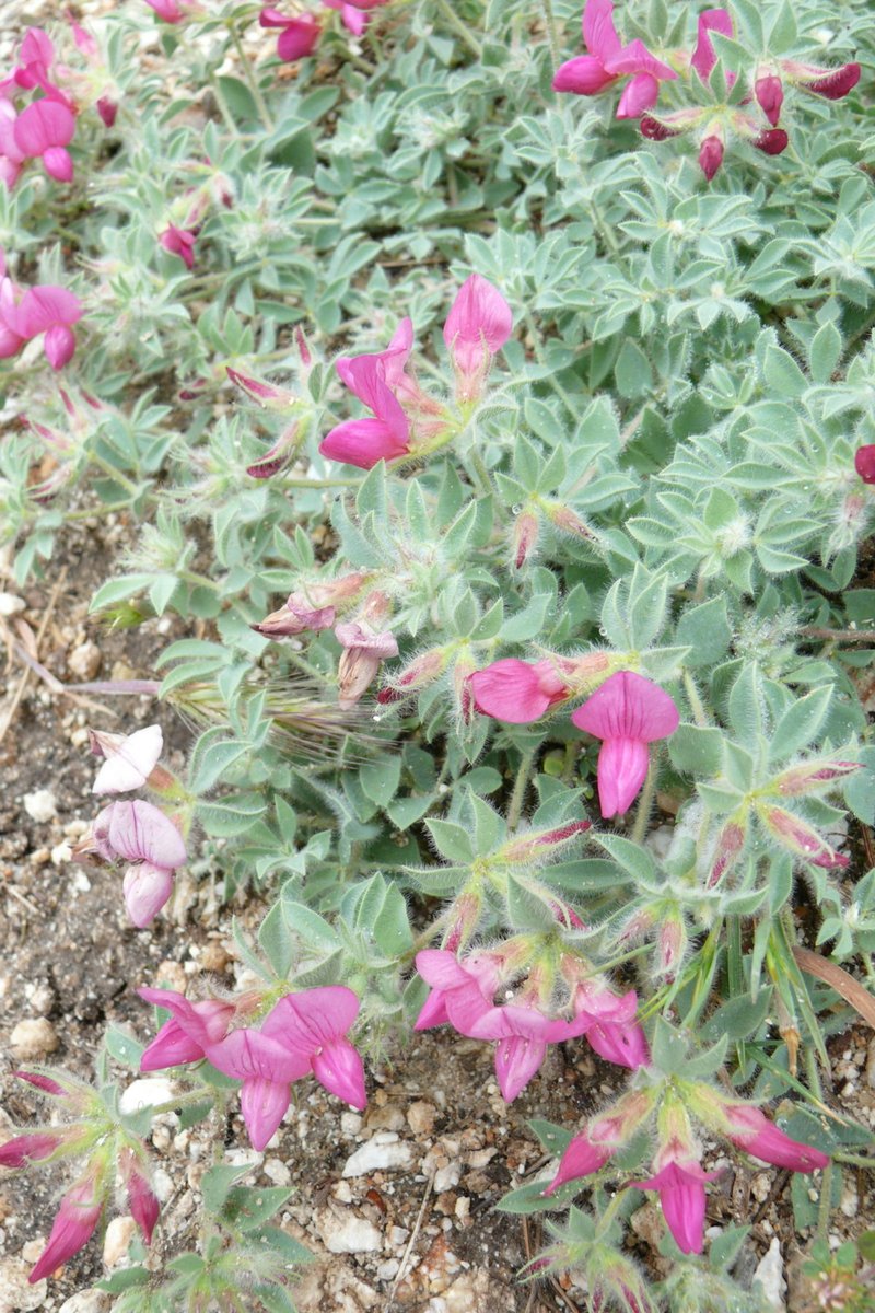 Lotus gebelia