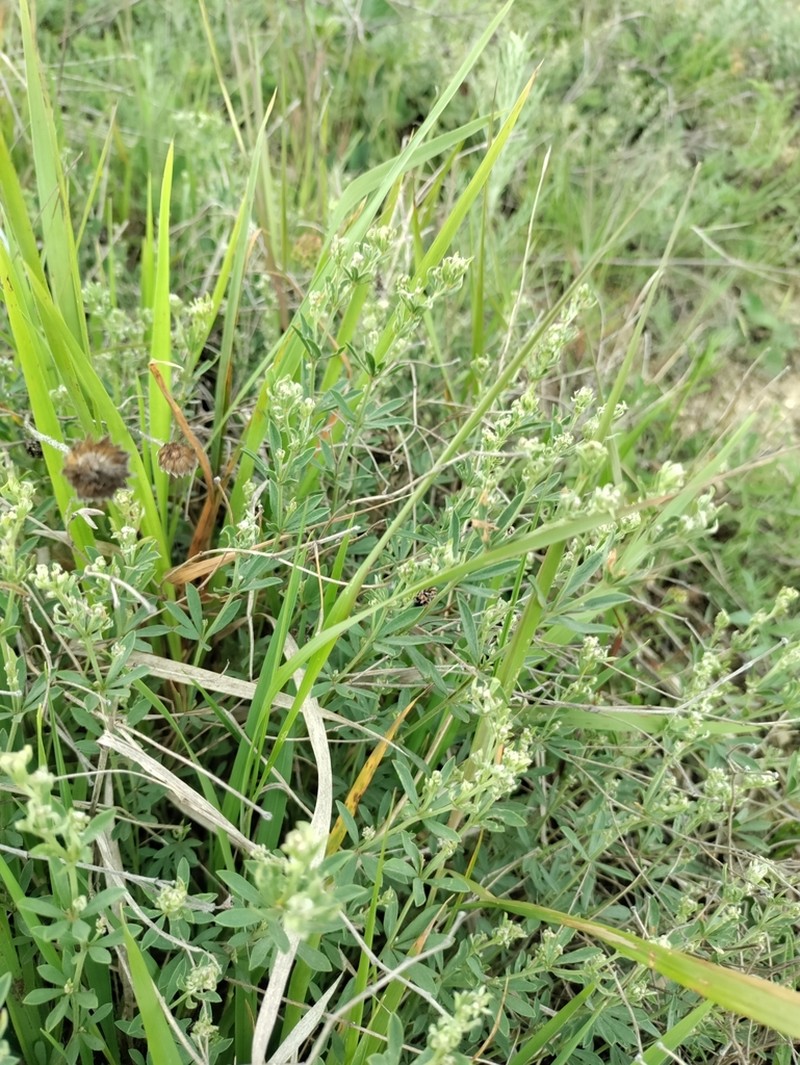 Lotus germanicus photo 6