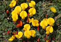 Lotus glacialis