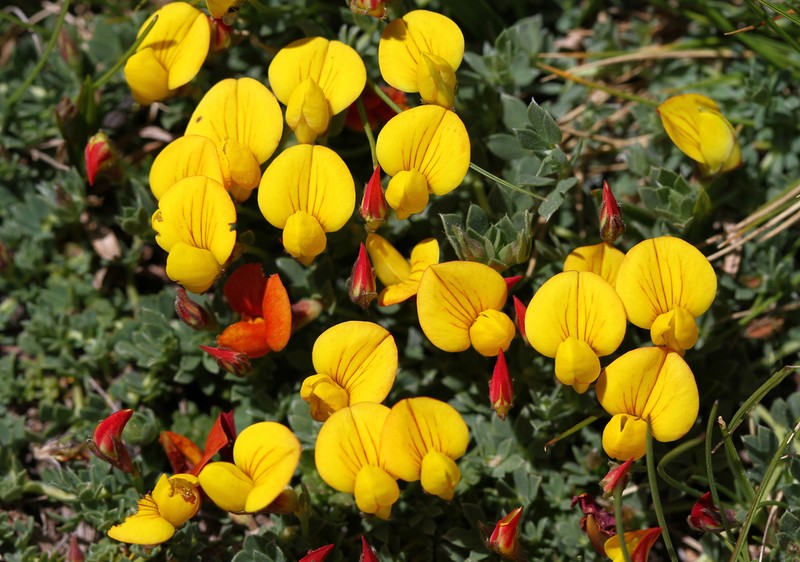 Lotus glacialis