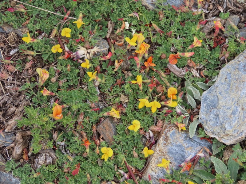 Lotus glacialis photo 2
