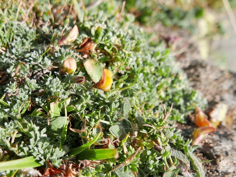 Lotus glacialis photo 3