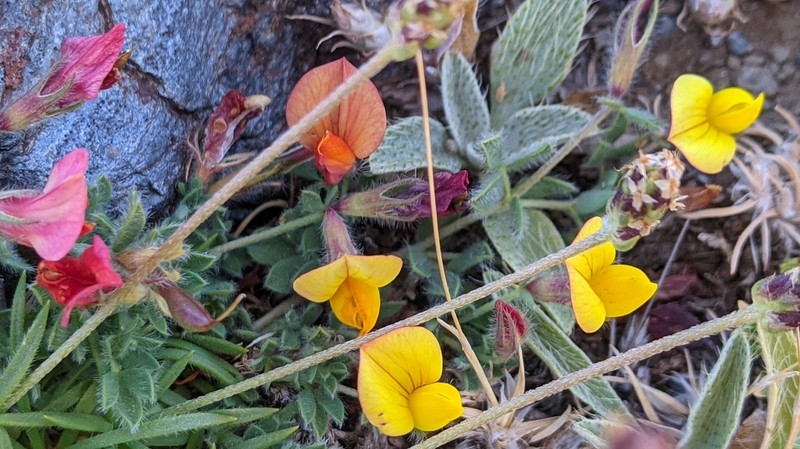 Lotus glacialis photo 4