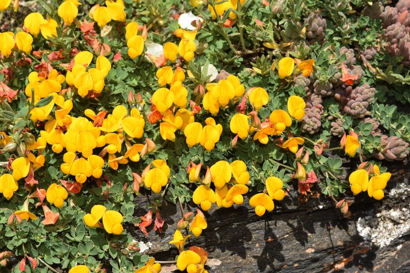 Lotus glacialis photo 5