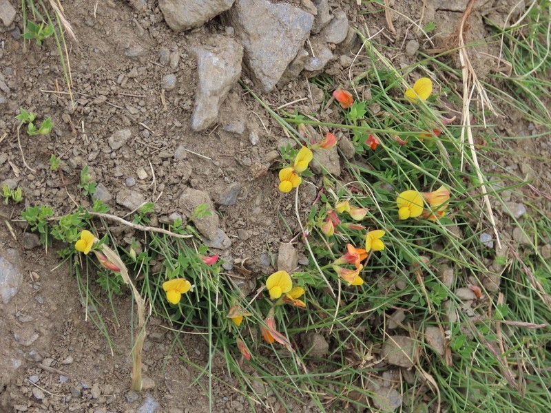Lotus glacialis photo 7