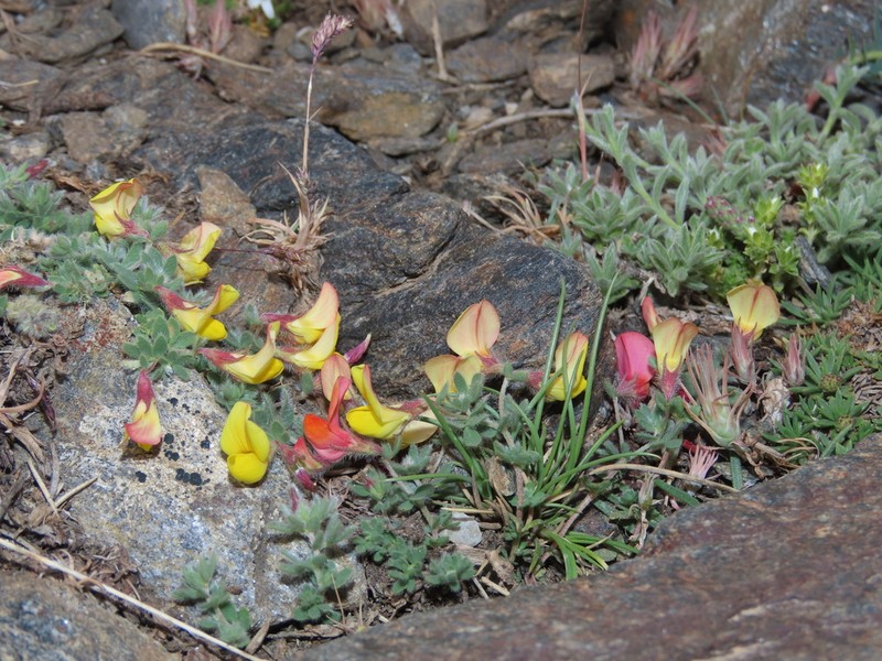 Lotus glacialis photo 8