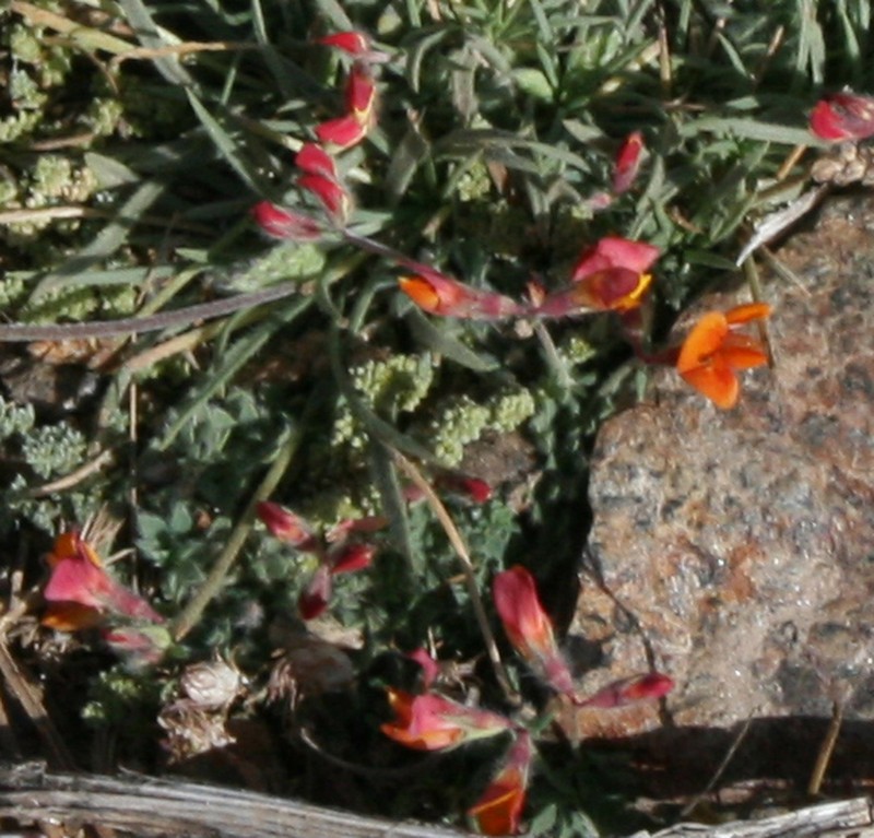 Lotus glareosus photo 2