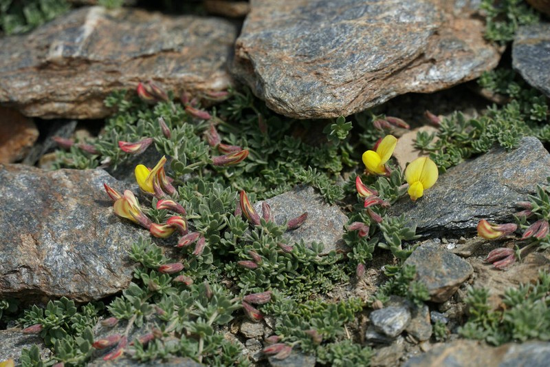Lotus glareosus photo 3