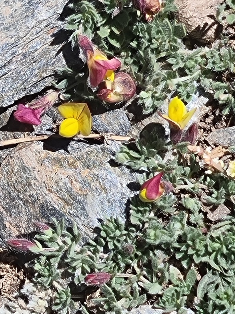 Lotus glareosus photo 5