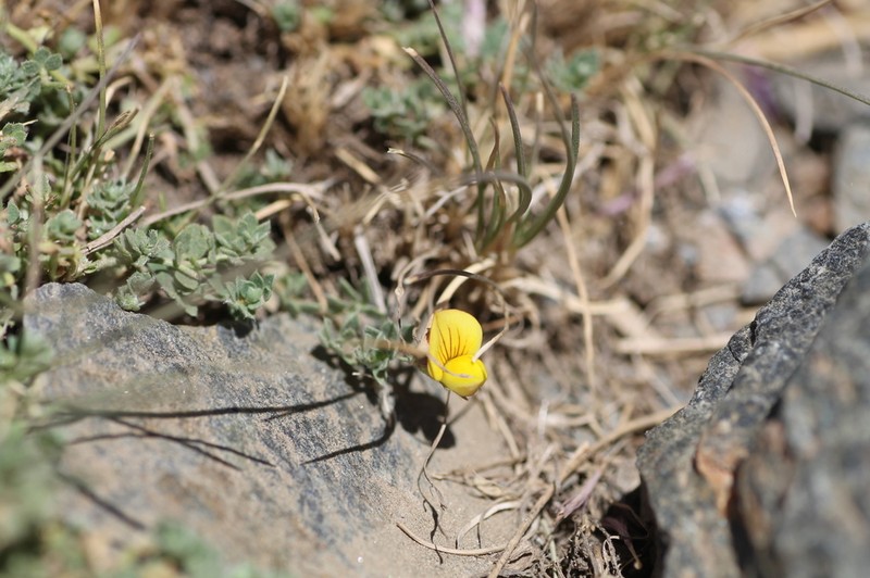 Lotus glareosus photo 6