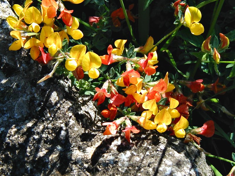 Lotus glareosus