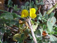 Lotus glareosus