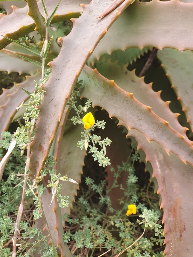 Lotus glaucus photo 2
