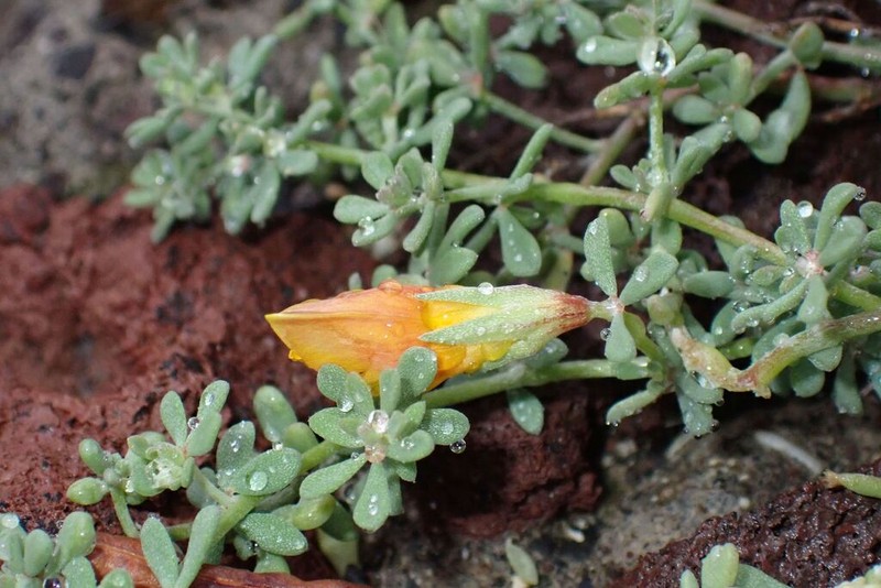 Lotus glaucus photo 5