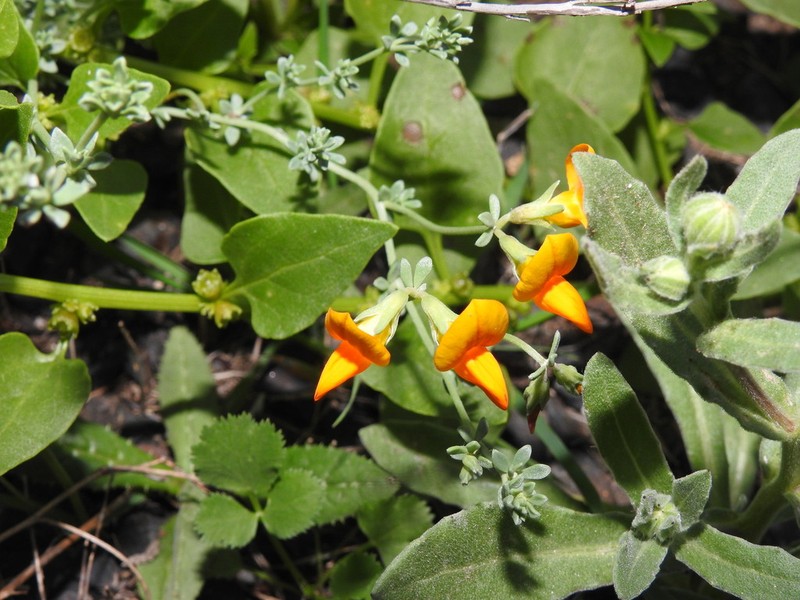 Lotus glaucus photo 7