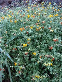 Lotus glaucus
