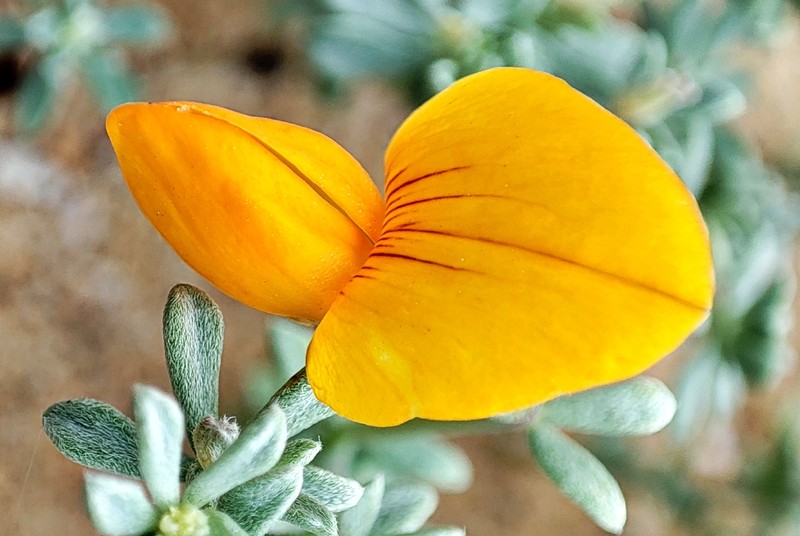 Lotus glaucus subsp. floridus