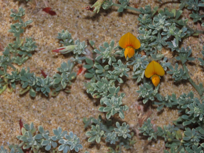 Lotus glaucus subsp. floridus photo 3