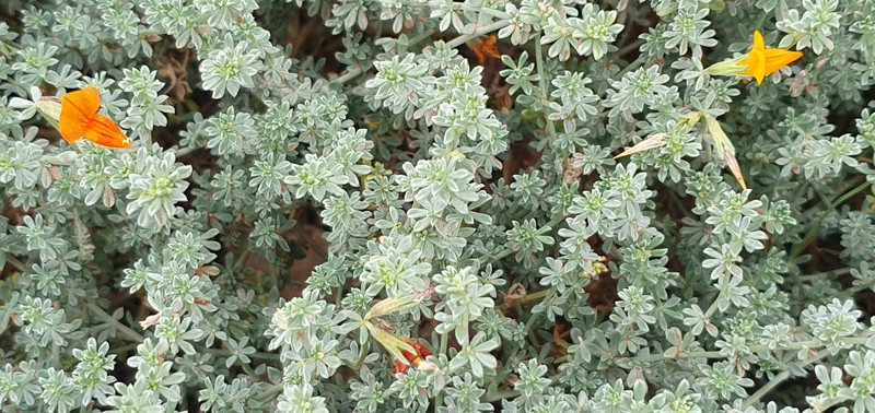 Lotus glaucus subsp. floridus photo 6