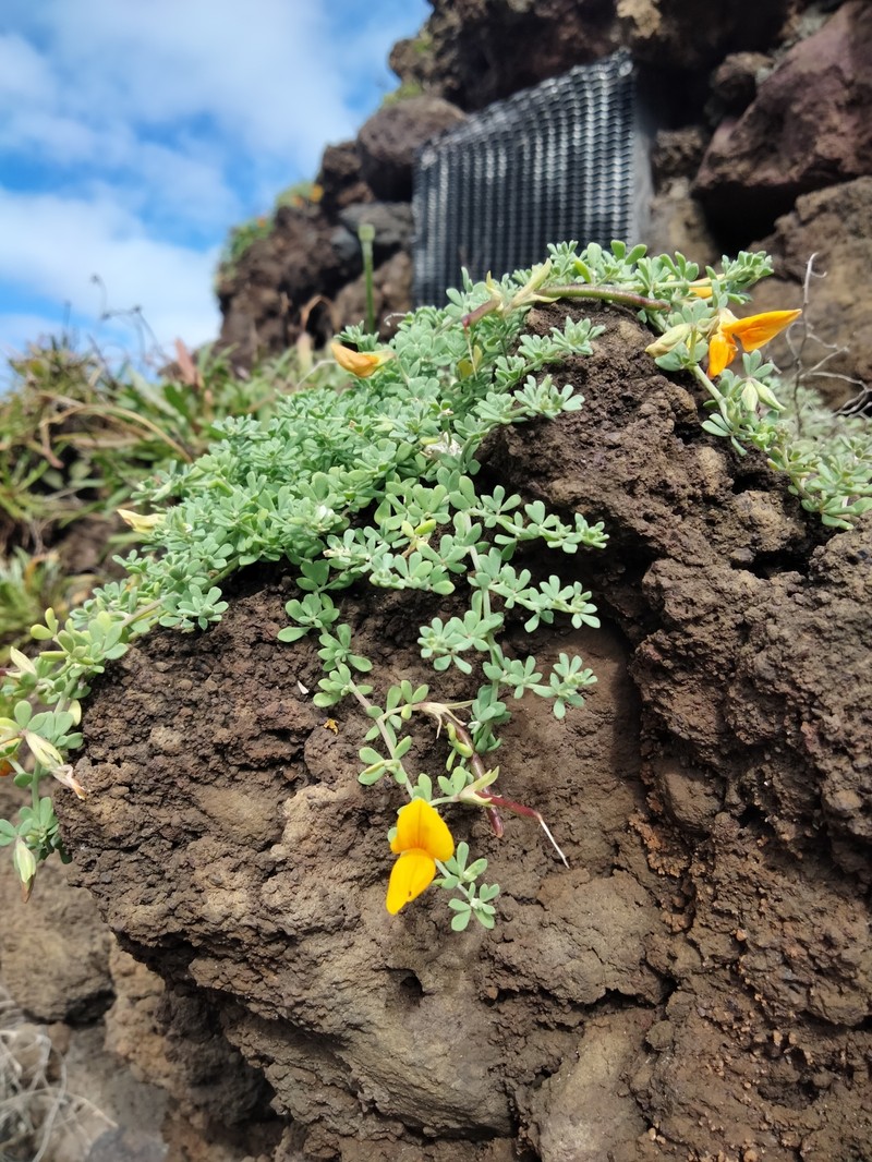 Lotus glaucus subsp. glaucus photo 3