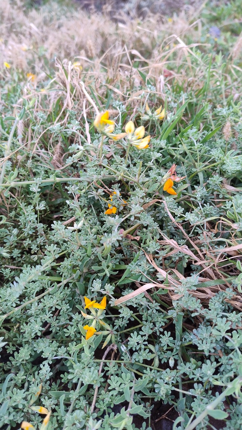 Lotus glaucus subsp. glaucus photo 4