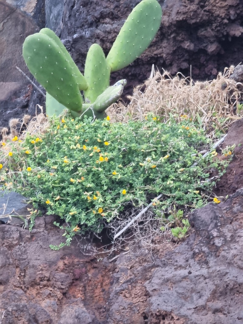Lotus glaucus subsp. glaucus photo 5