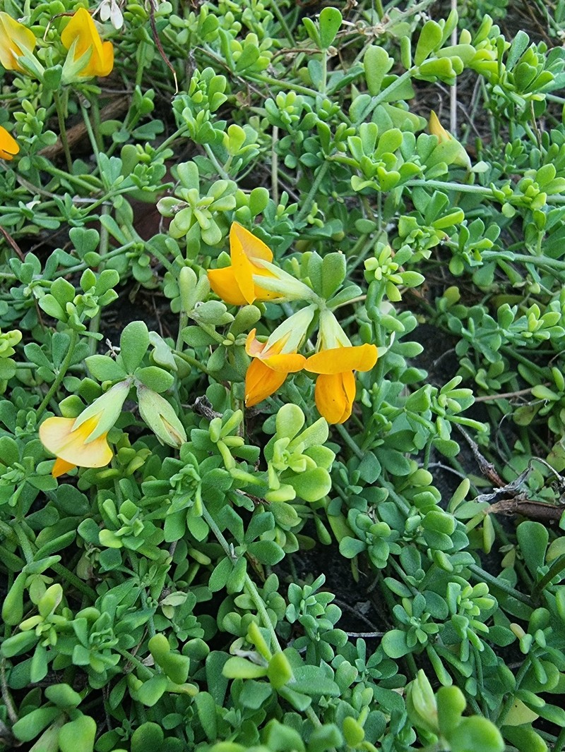 Lotus glaucus subsp. glaucus photo 6