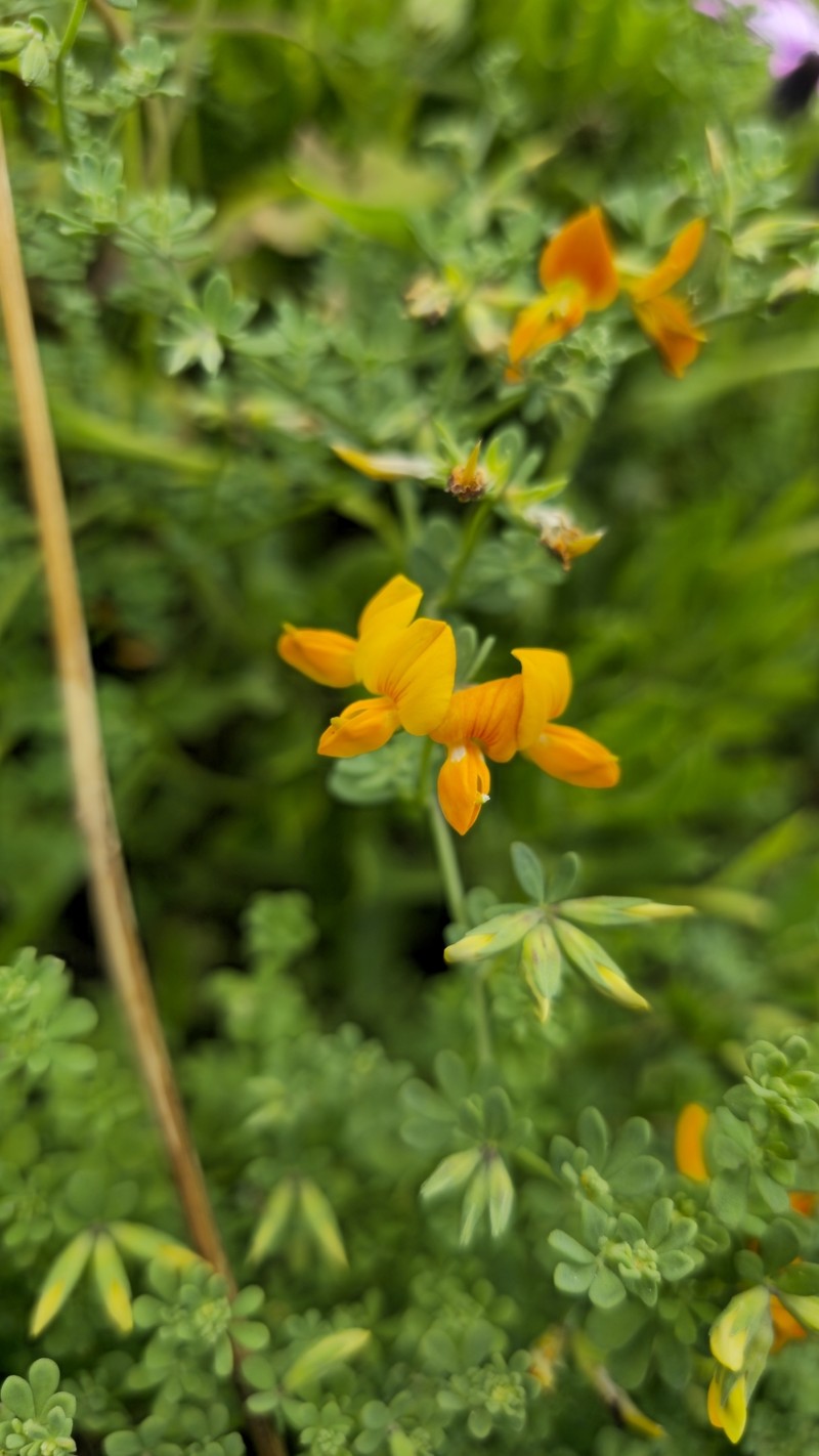 Lotus glaucus subsp. glaucus photo 7