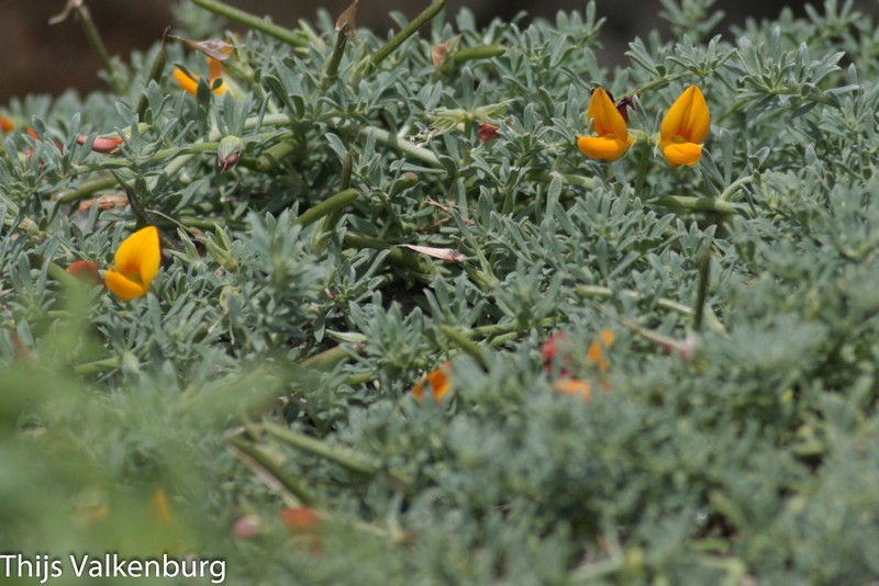 Lotus glaucus subsp. salvagensis
