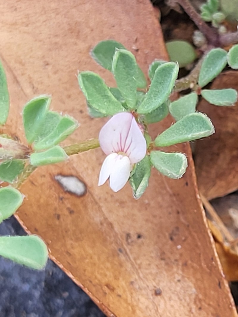 Lotus glinoides photo 2