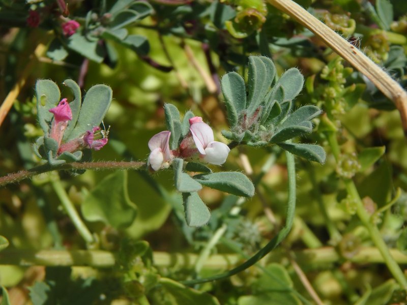 Lotus glinoides