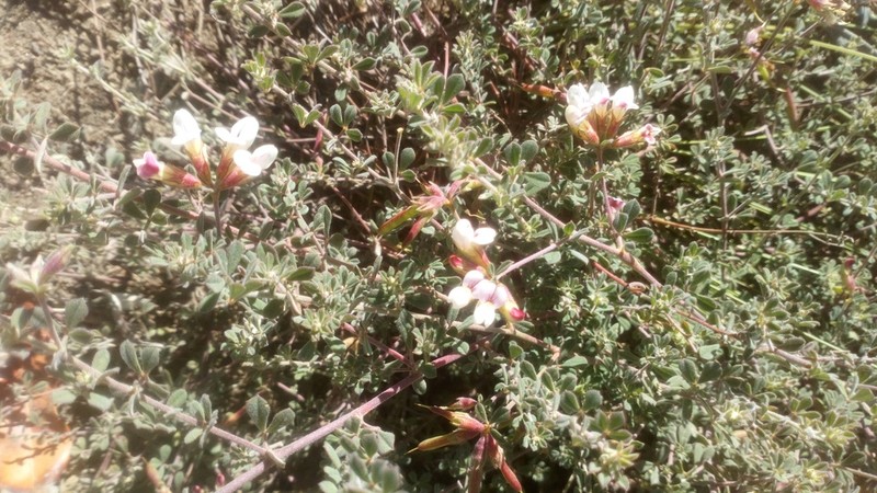 Lotus goetzei photo 3