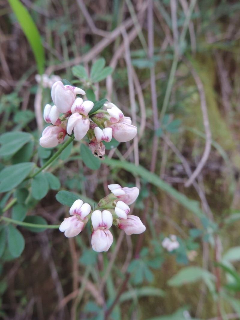 Lotus goetzei photo 5