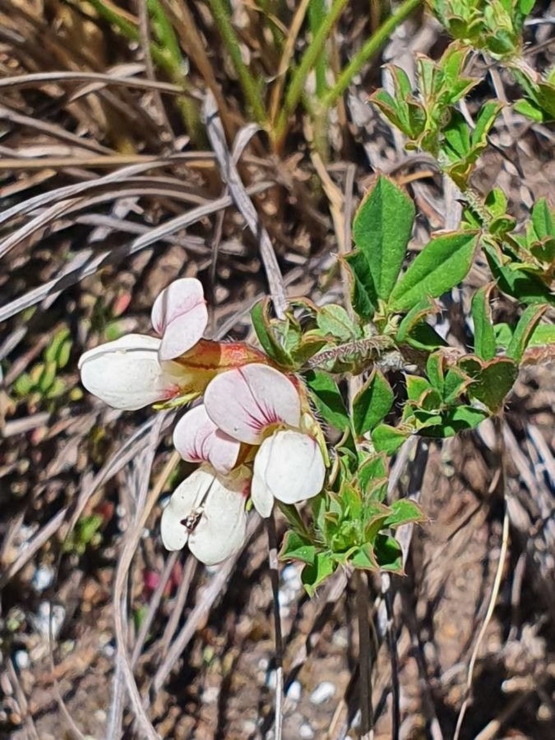 Lotus goetzei photo 6