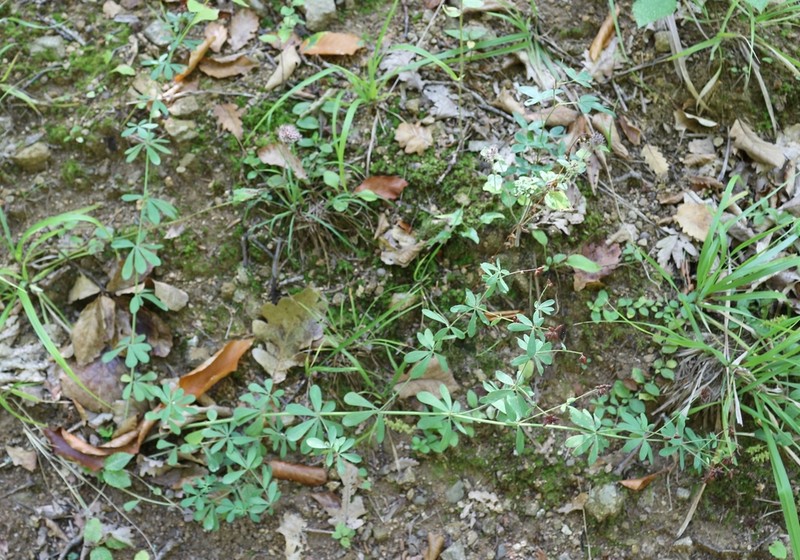 Lotus graecus
