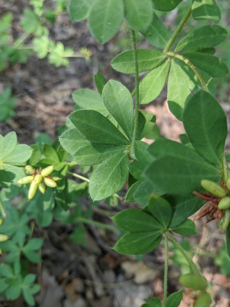 Lotus graecus photo 4
