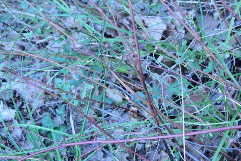 Lotus graecus photo 5