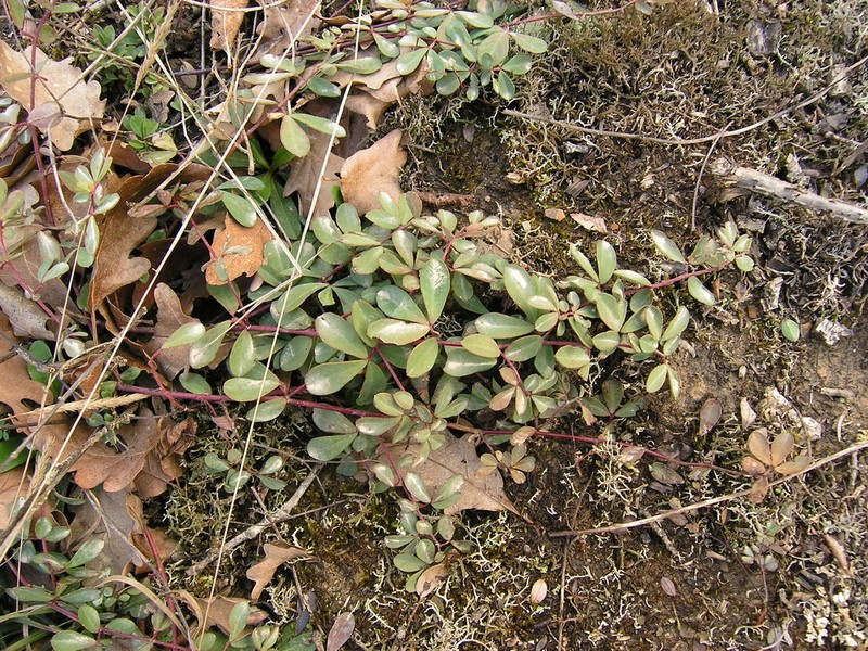 Lotus graecus photo 7