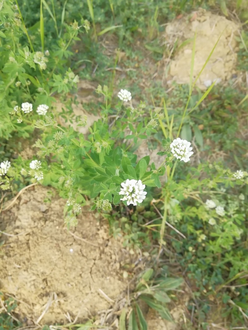 Lotus graecus photo 8